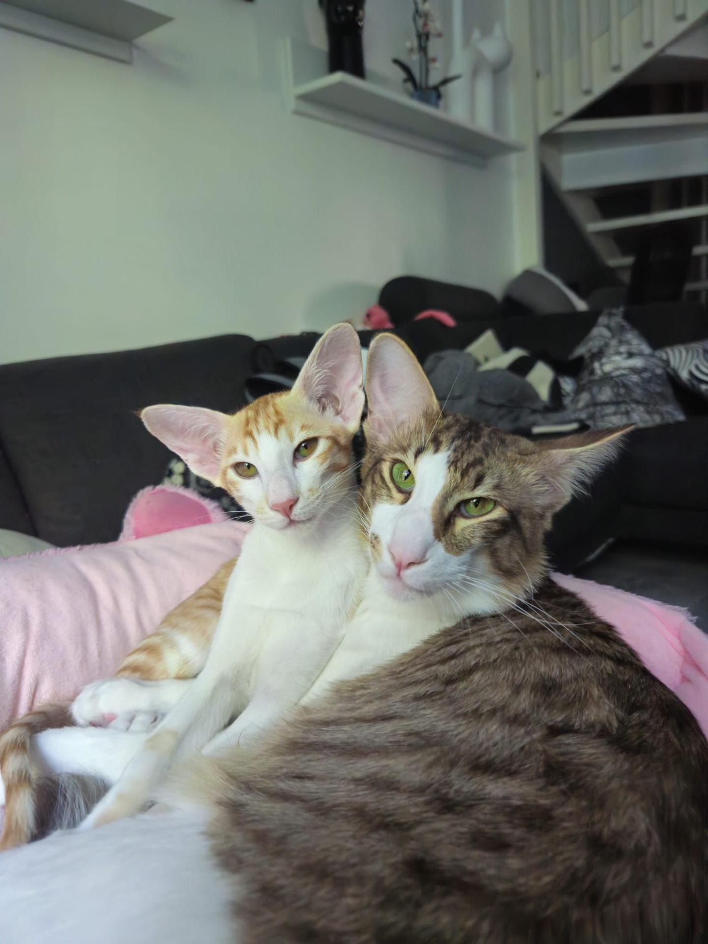 Pätkis on kuvassa oikealla.