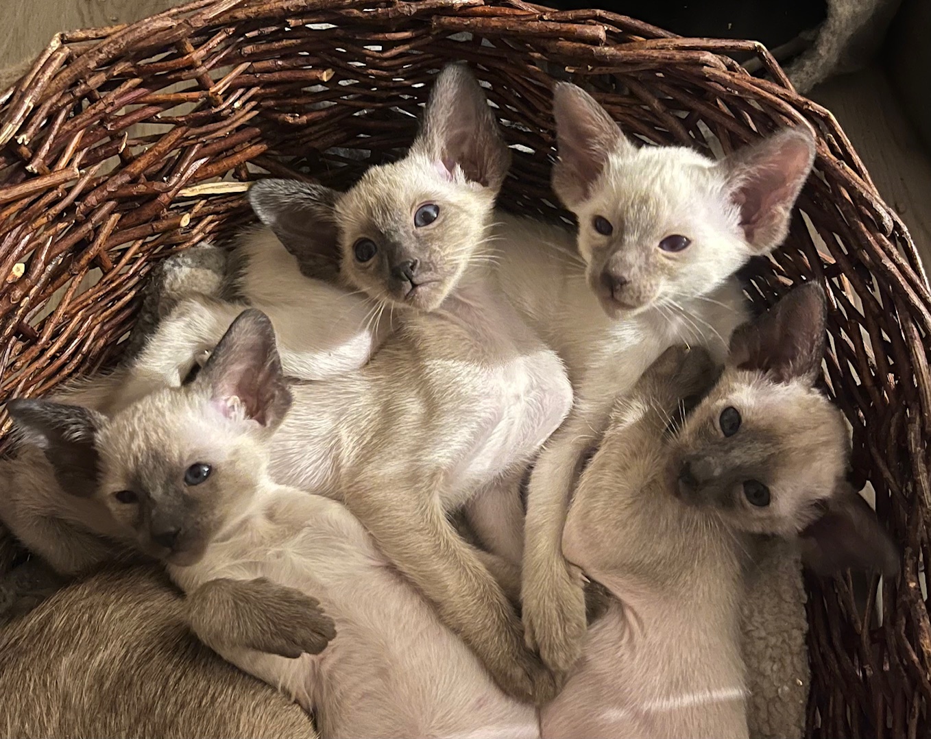 TwistTiramisun pennut (päivitetty 12.1.2026)